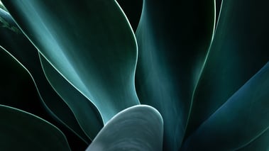 Mitos y recomendaciones sobre la candidiasis vaginal