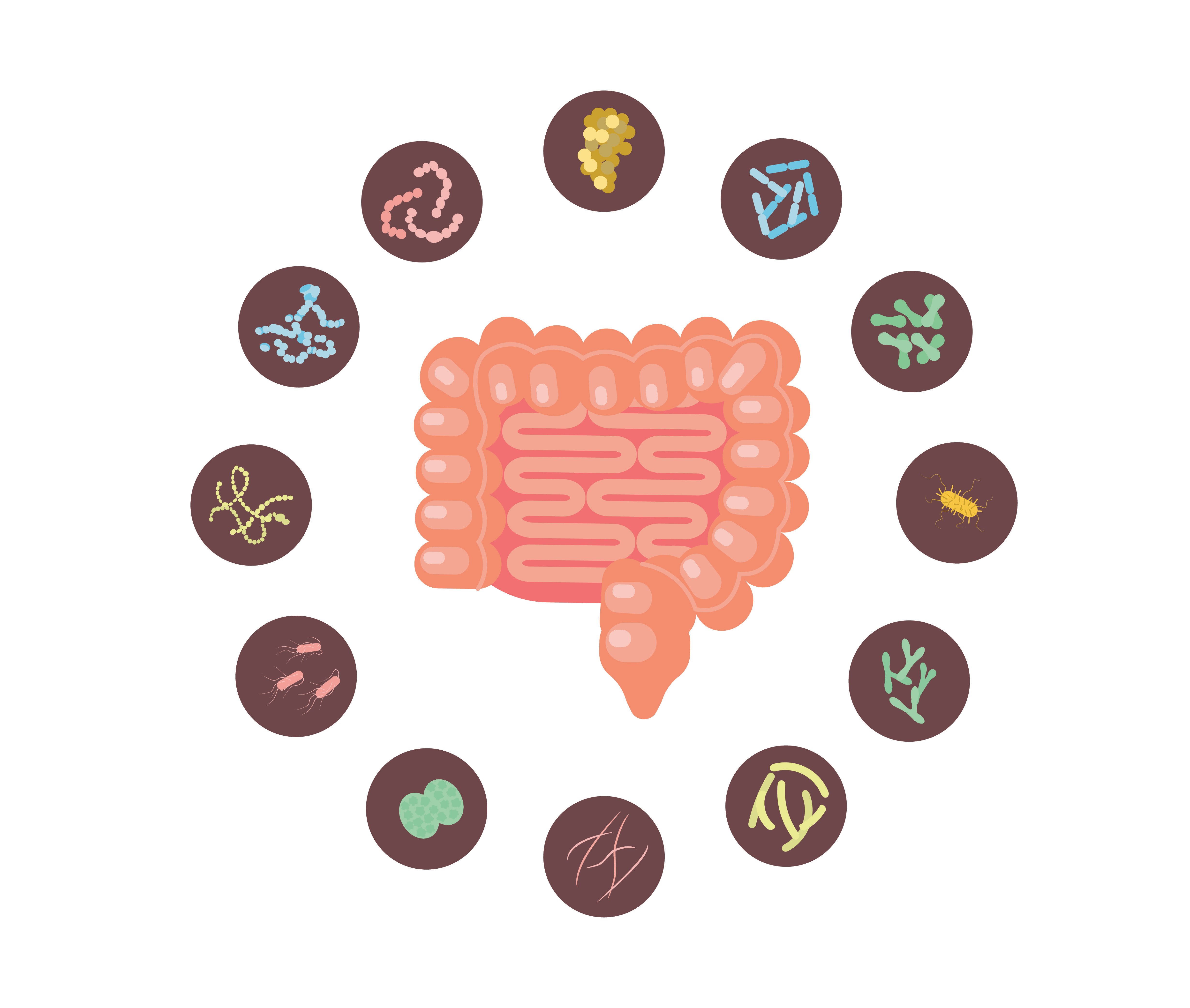 microbiota